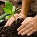 Harina Lava Volcanica Ceniza lava volcanica, Enmieda agricola, Fertilizante mineral, Fertilizante silicio, Harina basaltica, Lava Volcanica, Polvo basalto