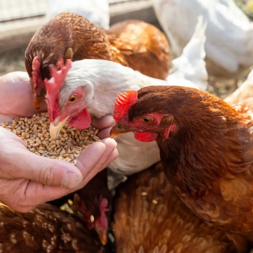 Carbonato de calcio para gallinas - Vetonek
