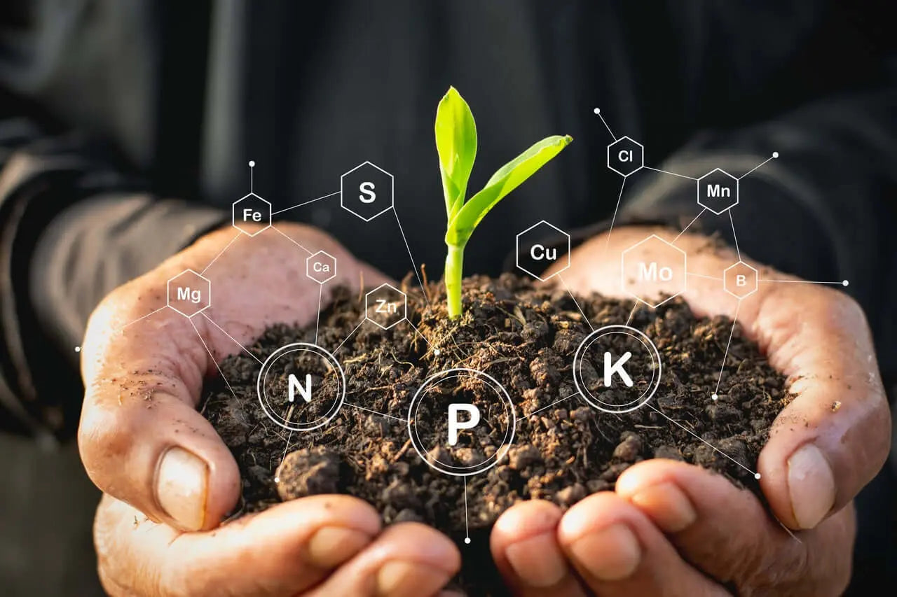 Vermichar Activado Vetonek - Vetonek