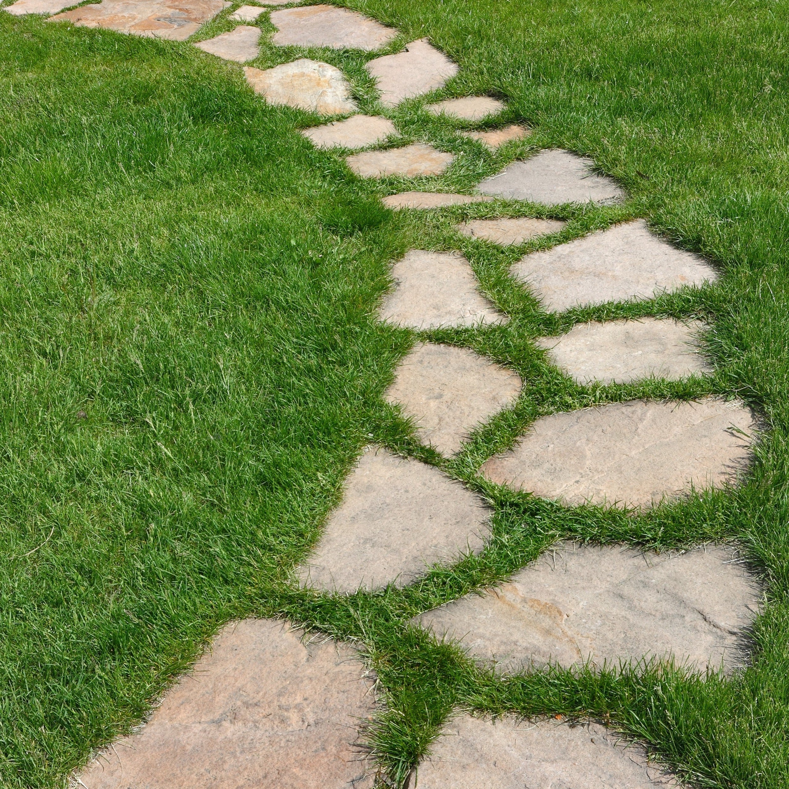 Planchoncillo Marrón-Bronce