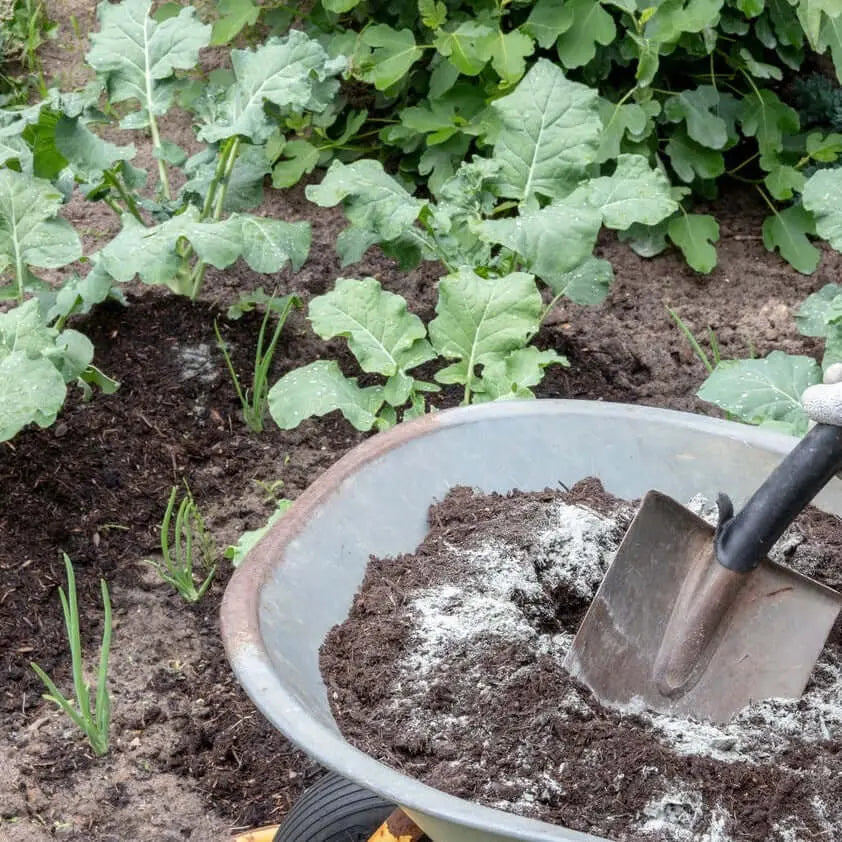 Harina de basalto agricultura Enmieda agricola, Fertilizante mineral, Fertilizante silicio, Harina basaltica, Polvo basalto